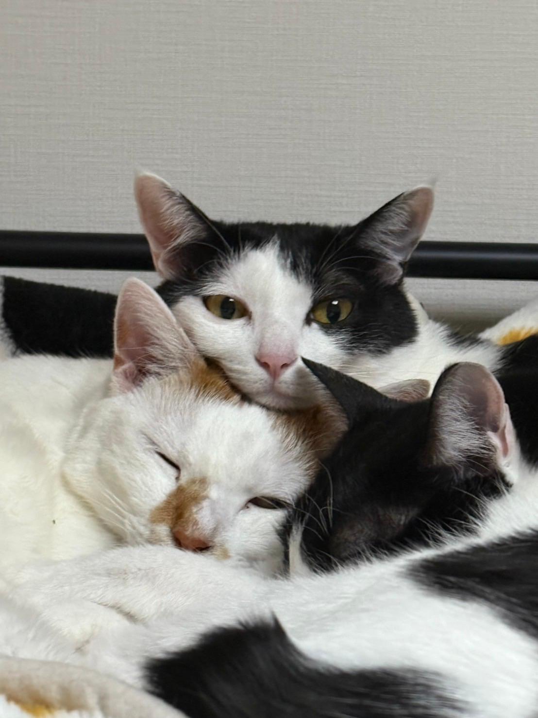 ＜洗濯＞外干し「うちのニャンズは涼しい部屋でのんびり」