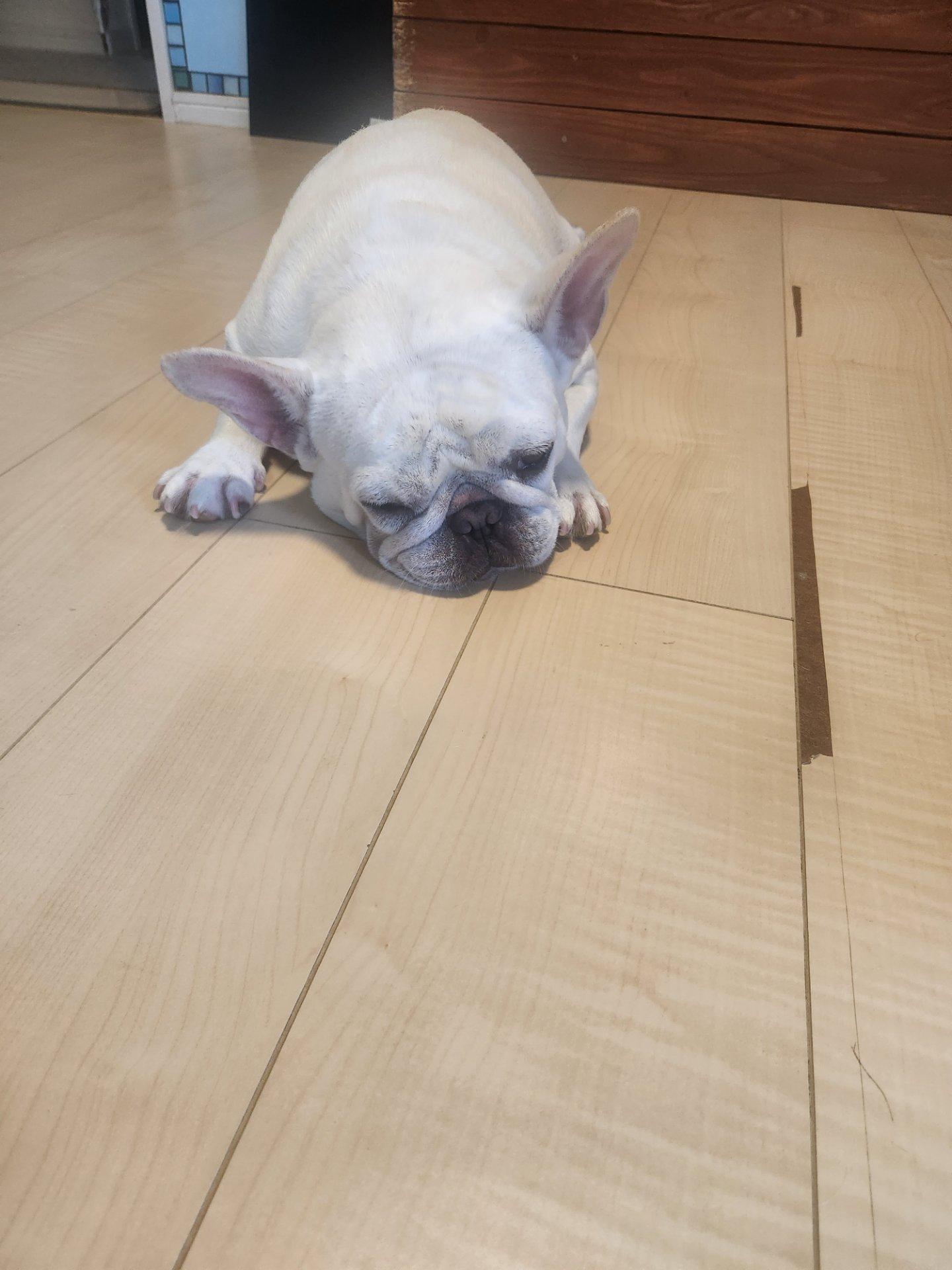 ＜いまの天気＞くもり「さっき寝坊で起きて急いでワンコ散歩🐶...わりと涼しい？でもワンコダウン😅」