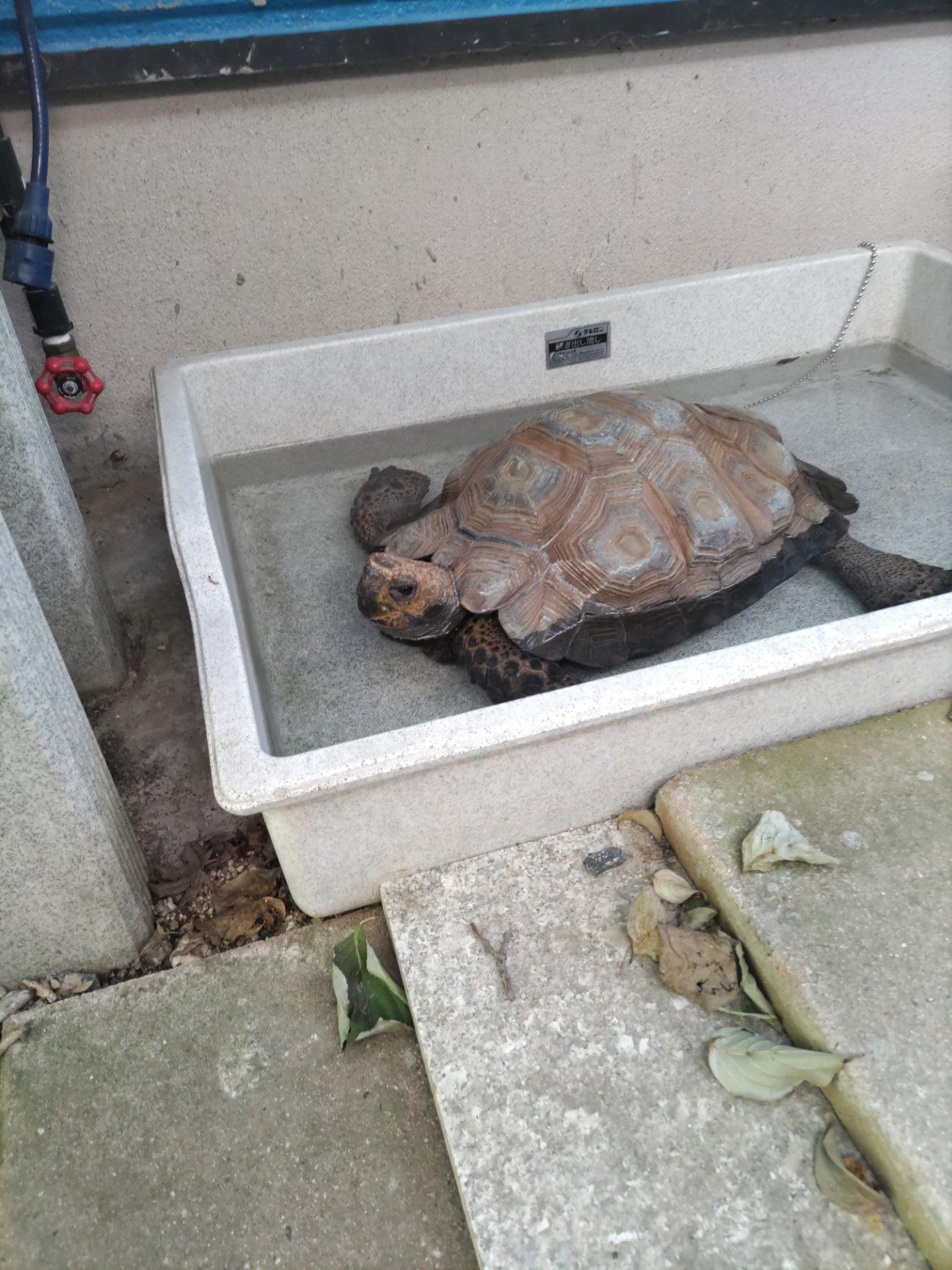 ＜夏＞生き物「リクがめです。暑くてバテてるからお部屋にいれます。リクがめは夏はつよいけどこの暑さにはまいってますよ」
