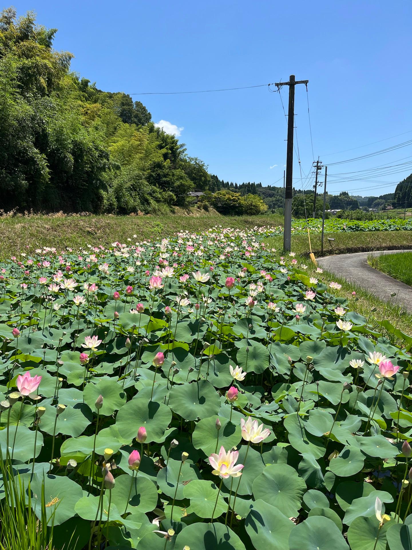 ＜いまの天気＞晴れ「通りすがりにハスの花畑見つけた 綺麗」