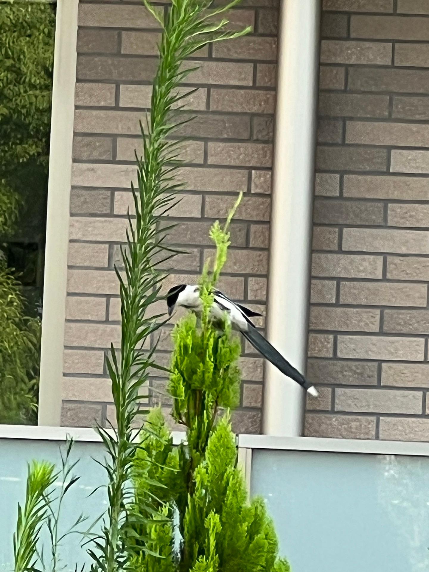 ＜夏＞生き物「しっぽの長い青い鳥に出会った」