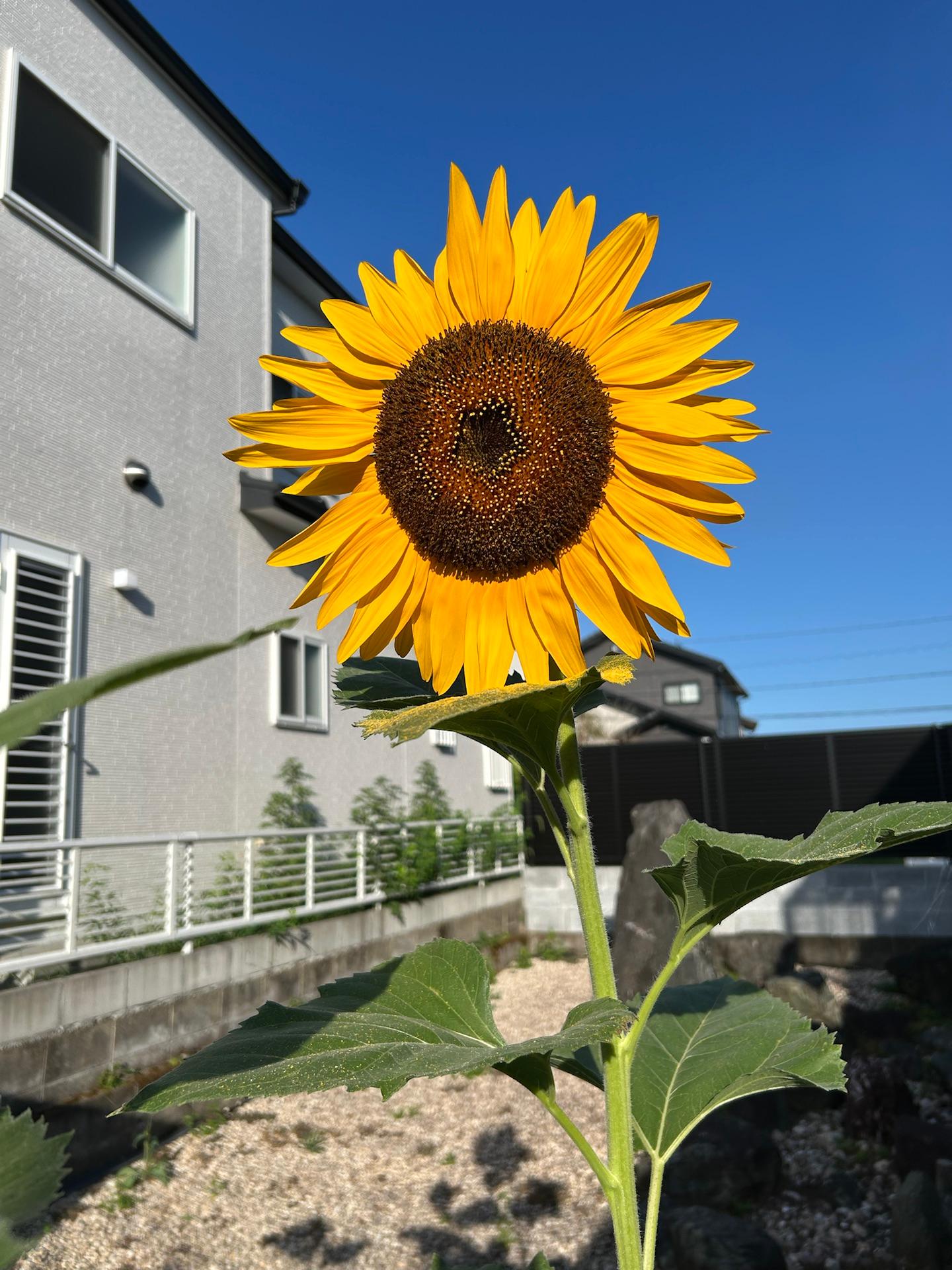 ＜夏＞草花「ひまわりは､見てると､元気が出る花です😊🌻」