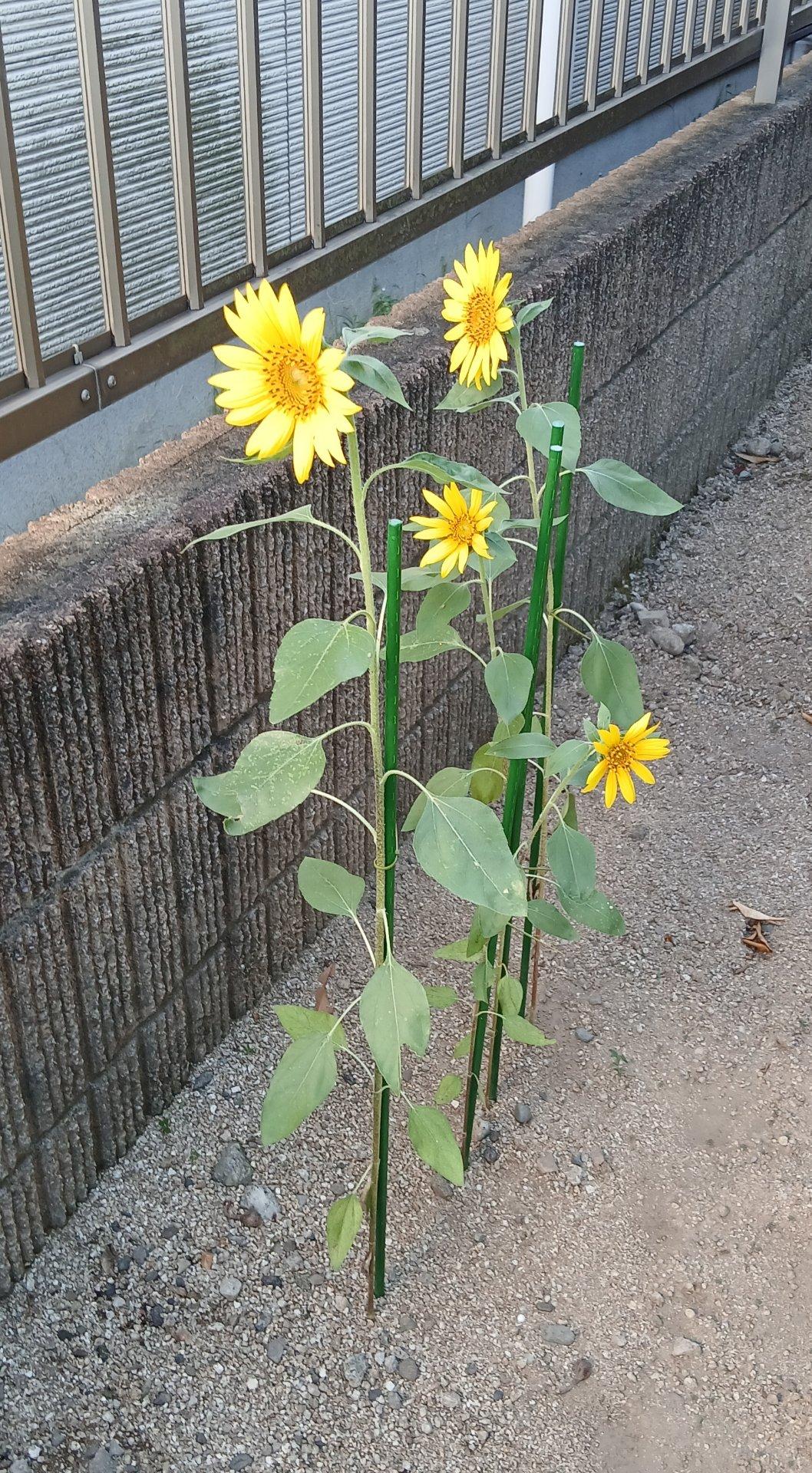 ＜いまの天気＞晴れ「我が家のひまわりが４本ですがようやく咲きました」