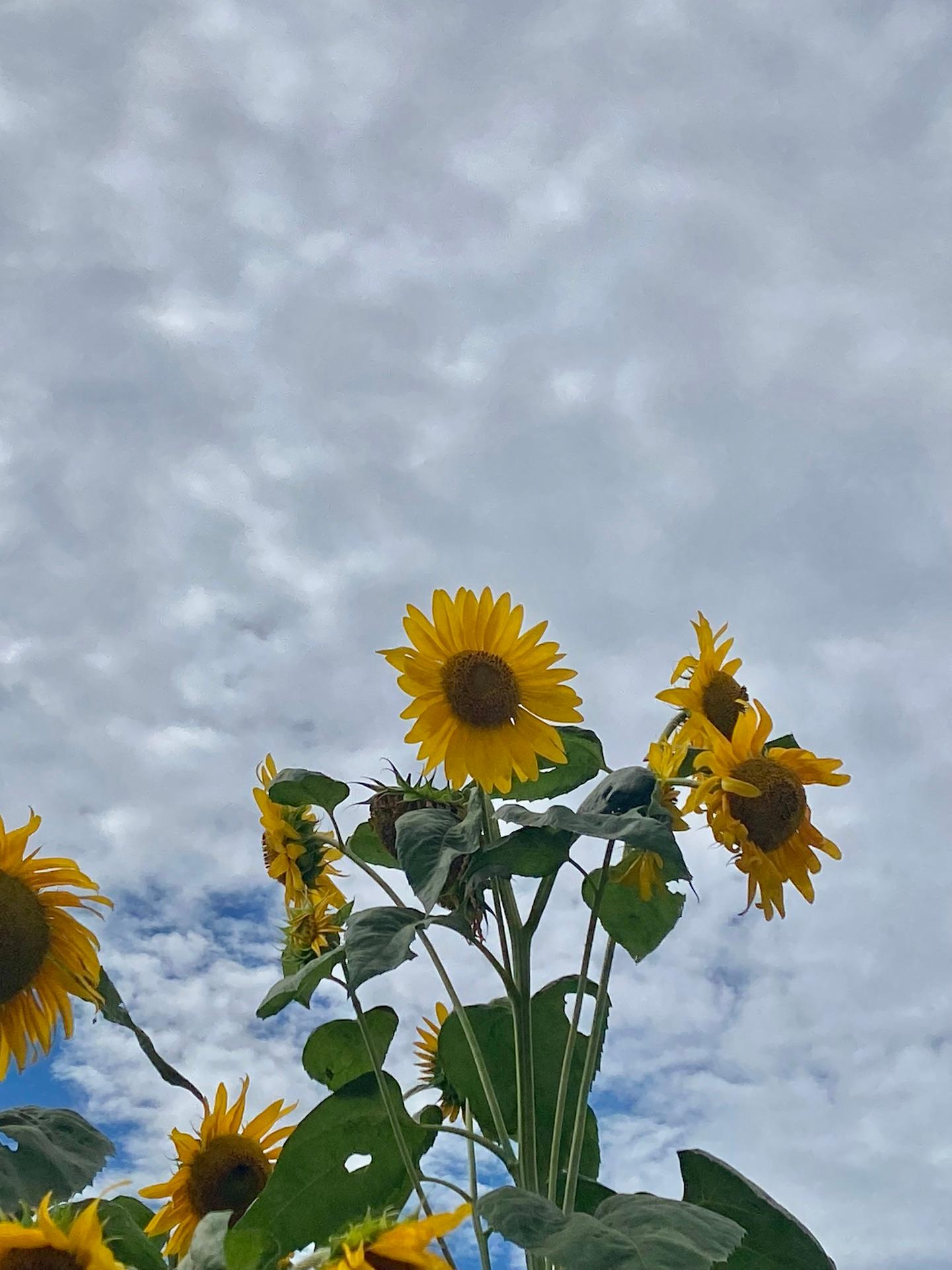 ＜夏＞草花「向日葵🌻」