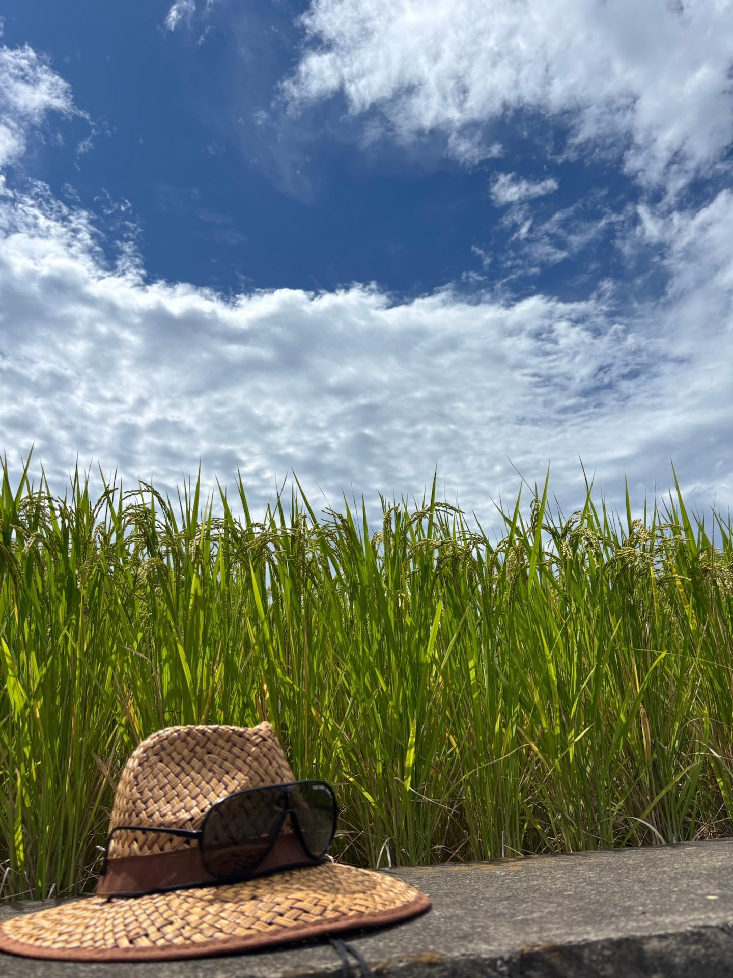 ＜いまの天気＞晴れ「薄曇りだったけど、だんだん晴れ間が多くなってきた。麦わら帽子とサングラス、それといい稲穂。」