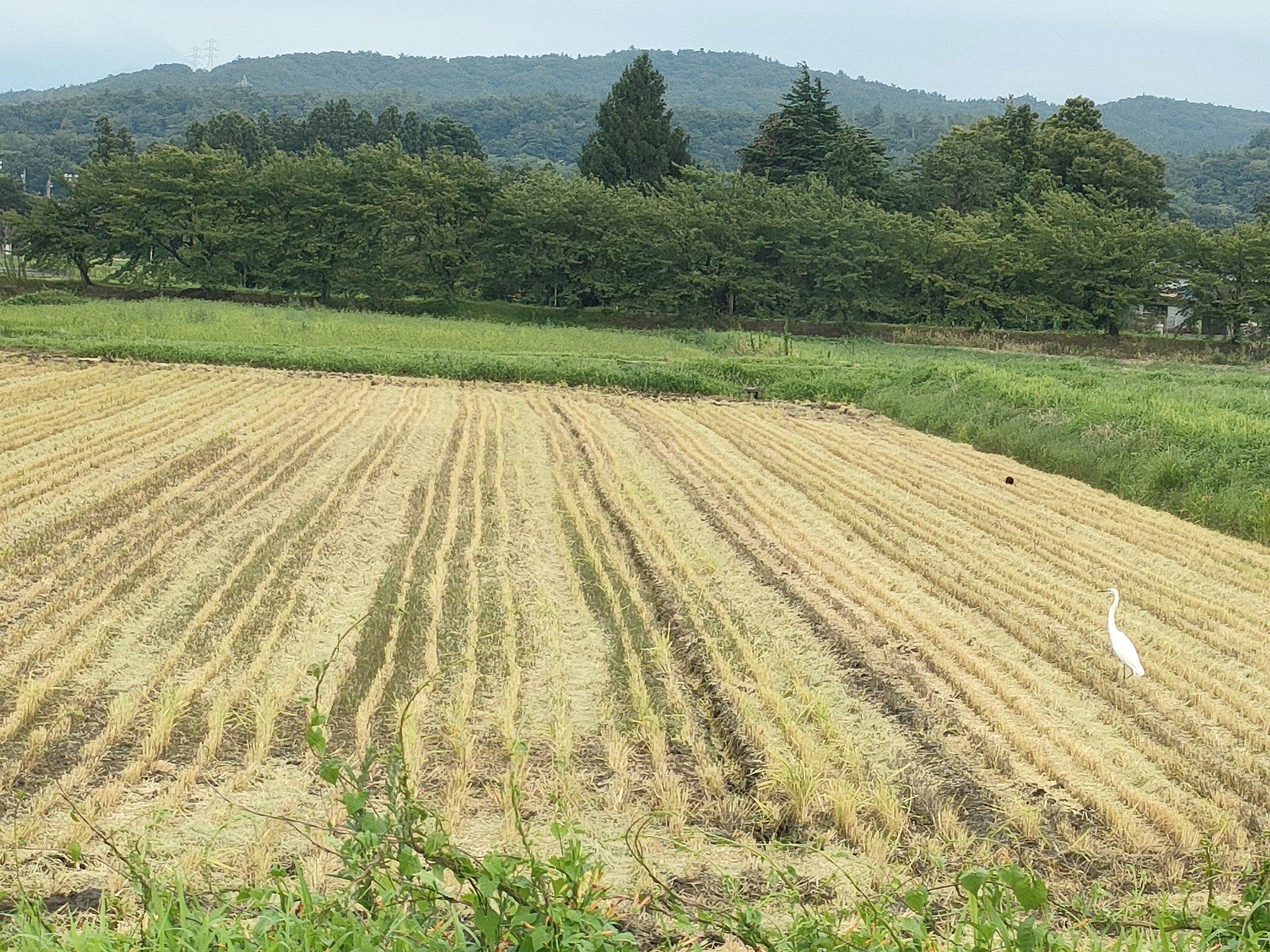 ＜いまの天気＞くもり「早稲の刈取りが終わりました」