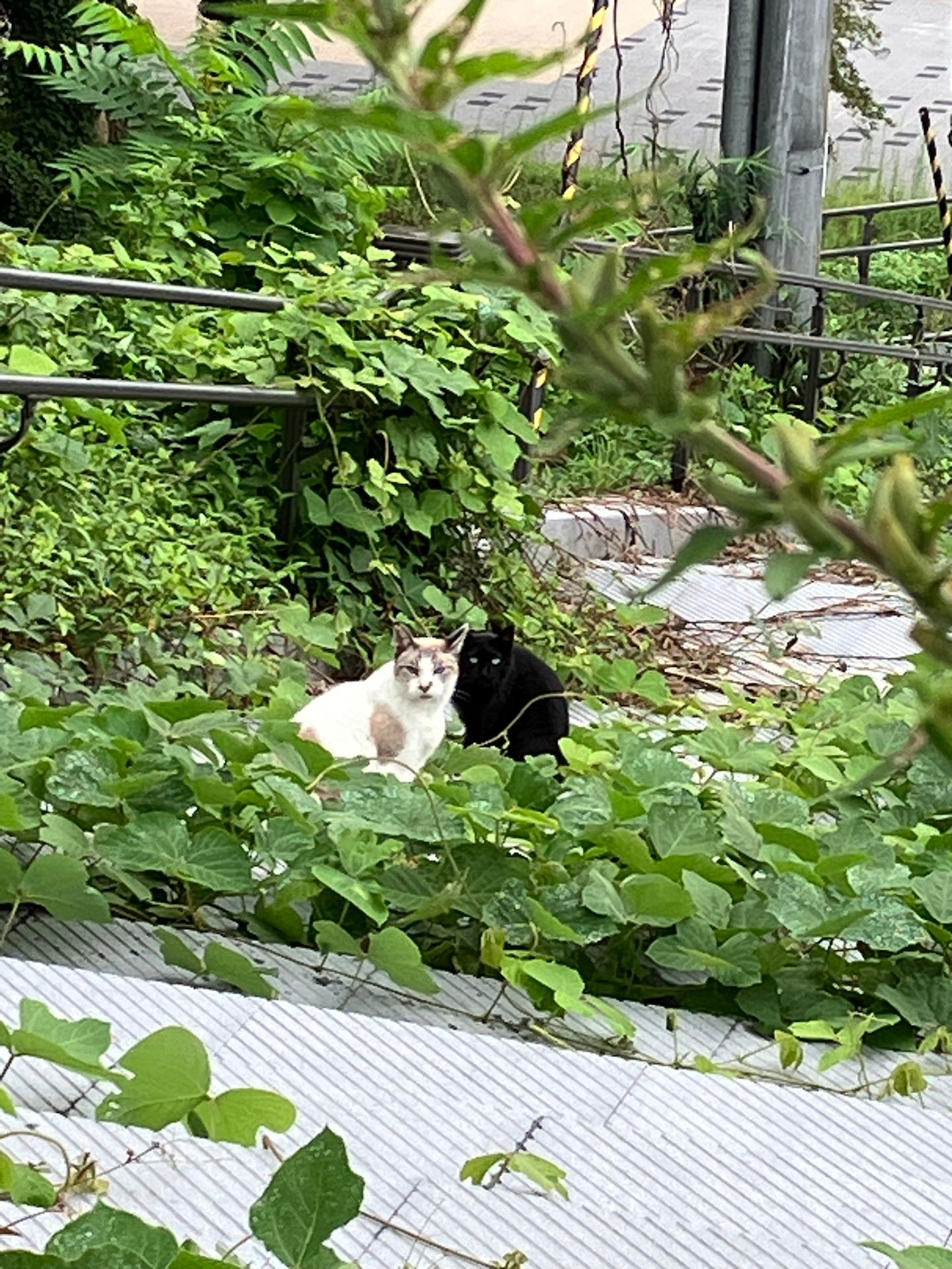 ＜いまの天気＞くもり「猫いた」