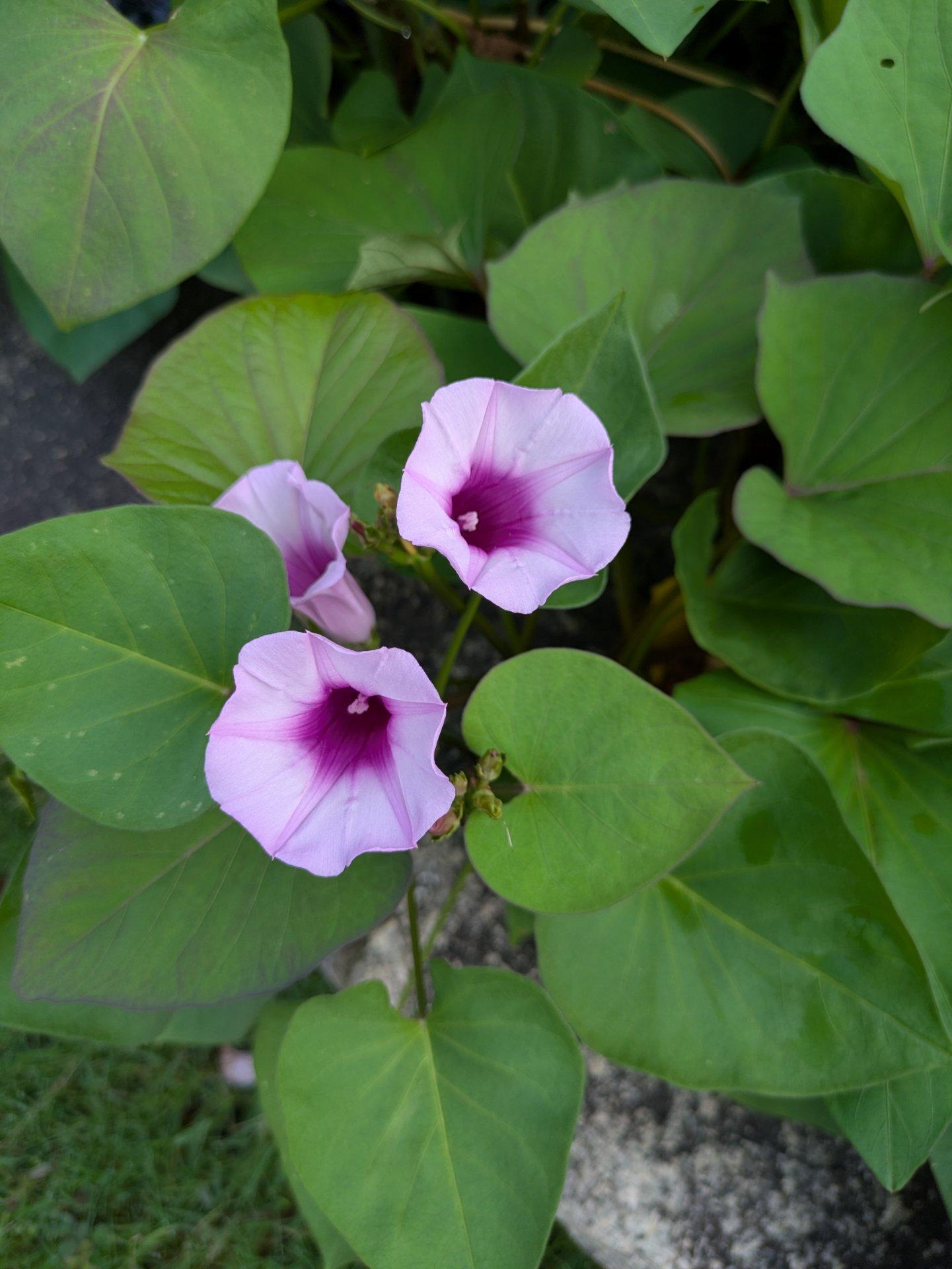 ＜秋＞草花「サツマイモの花が咲きました」