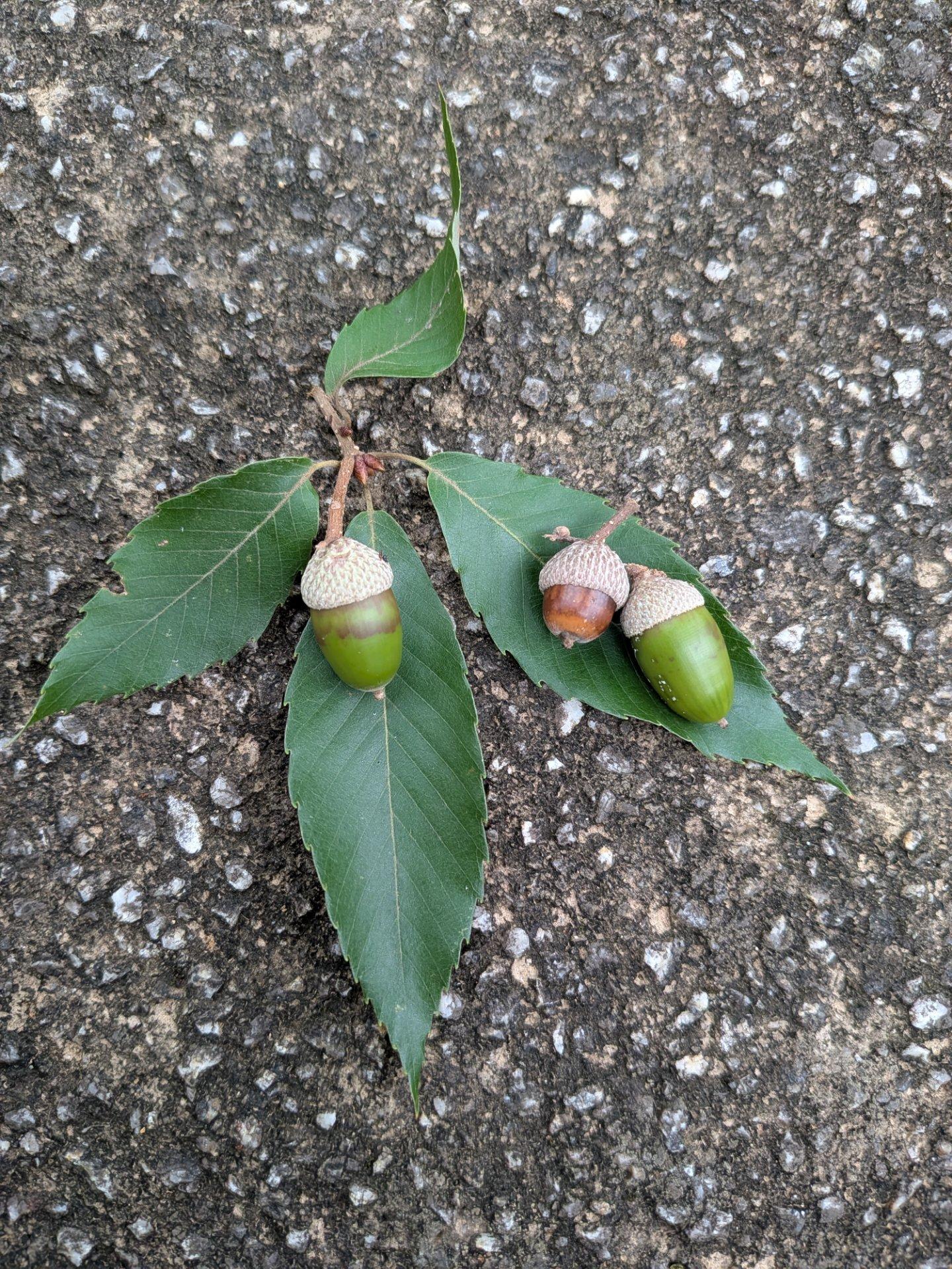 のんびりペットと秋の花とくもり空と