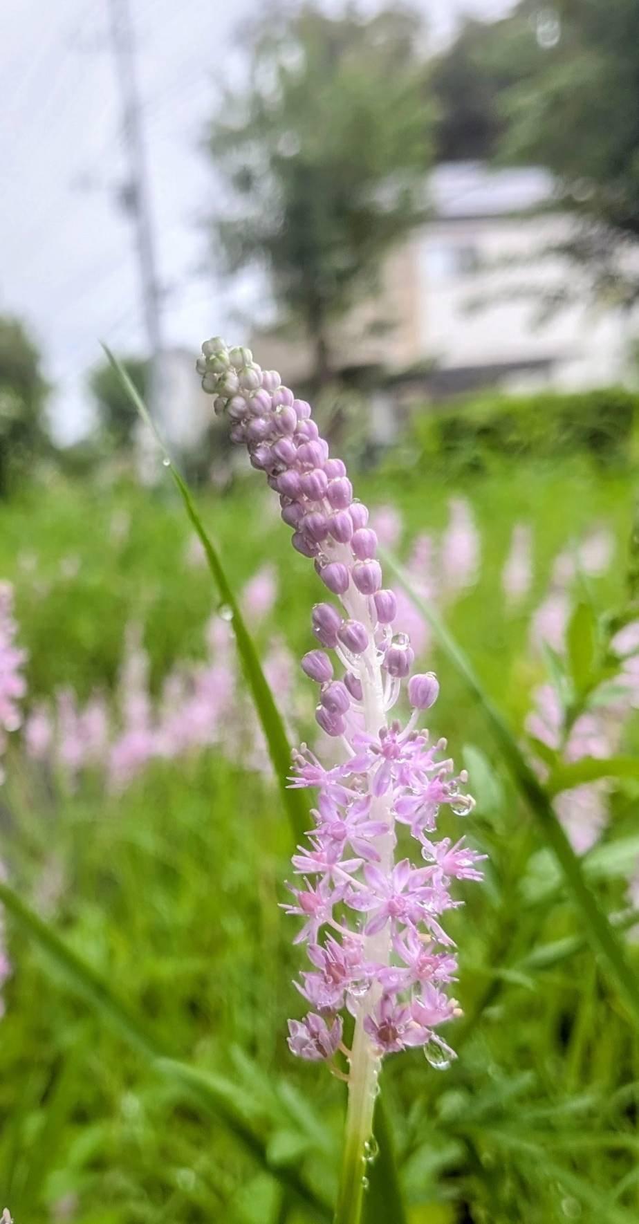 ＜いまの天気＞くもり「☔️は上がった２０℃、湿度100%ルツボが雨の滴で綺麗」