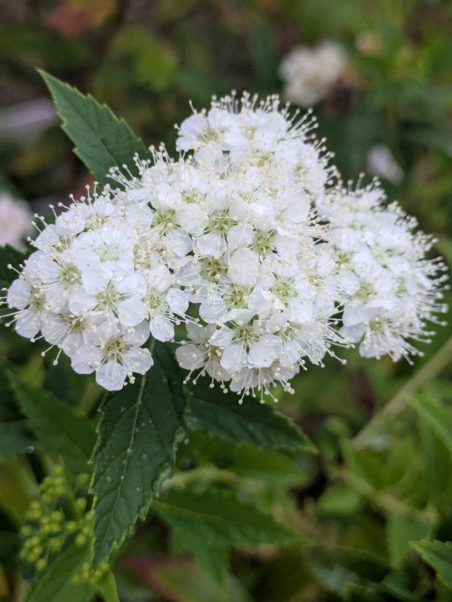 ＜いまの天気＞雨「久しぶりの天雨に洗われた草木は装いも美しくなっていく。どうぞ、干天の慈雨だけでいて、荒雨にならないで❢」