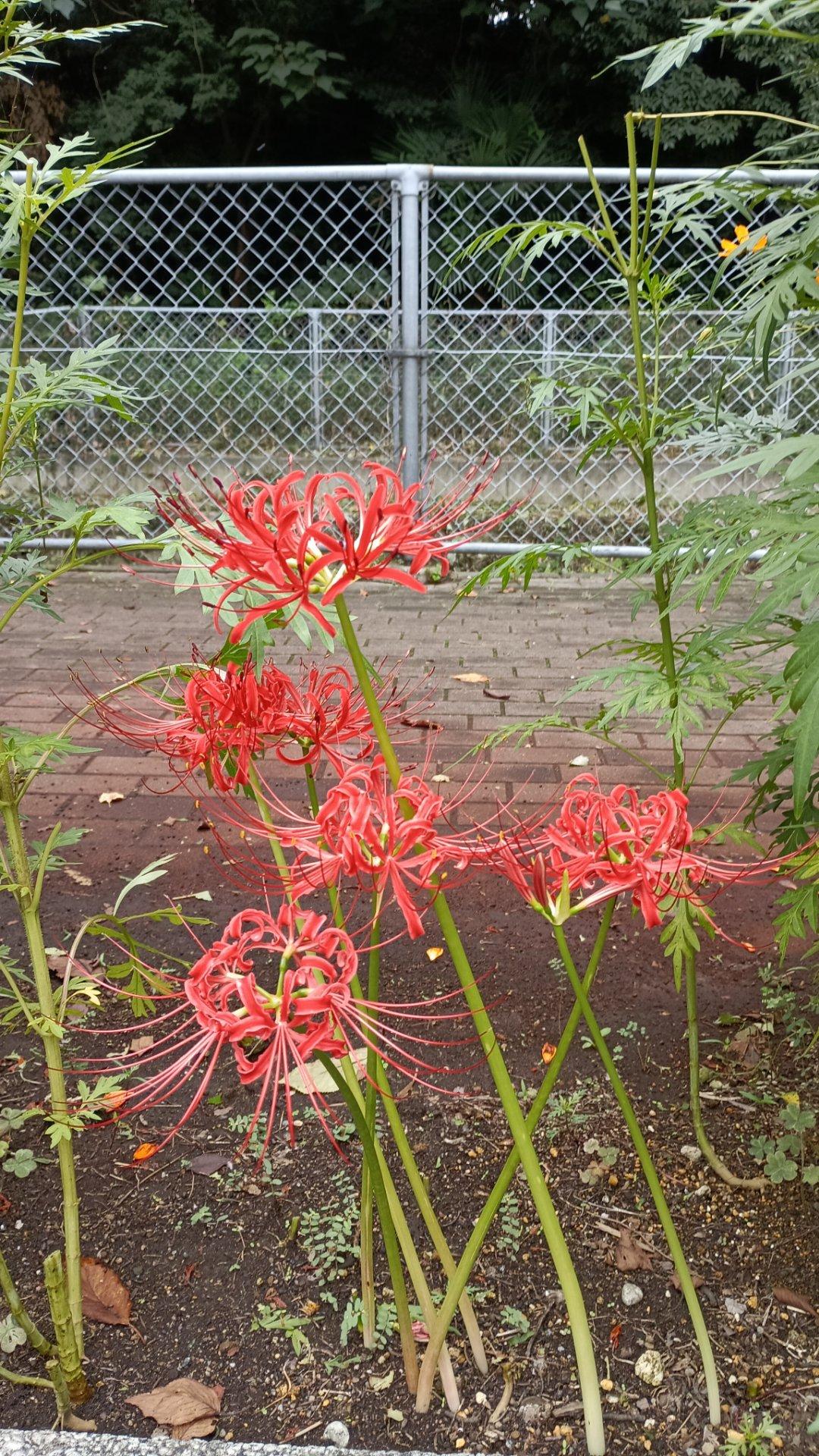 ＜秋＞草花「彼岸花」
