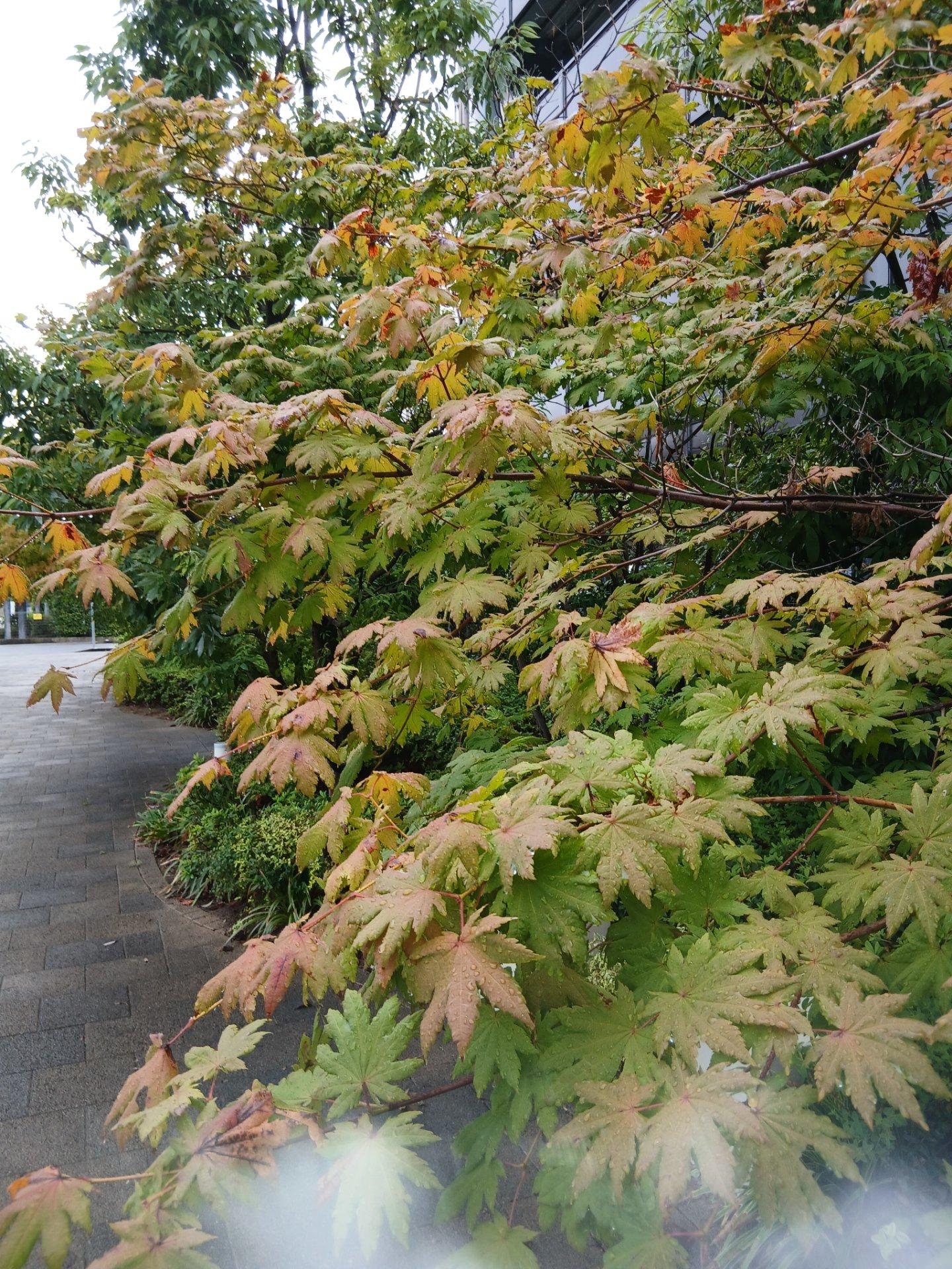 ＜秋＞草花「一部の紅葉🍁が早くも色づいてきたようです、これからが楽しみです」