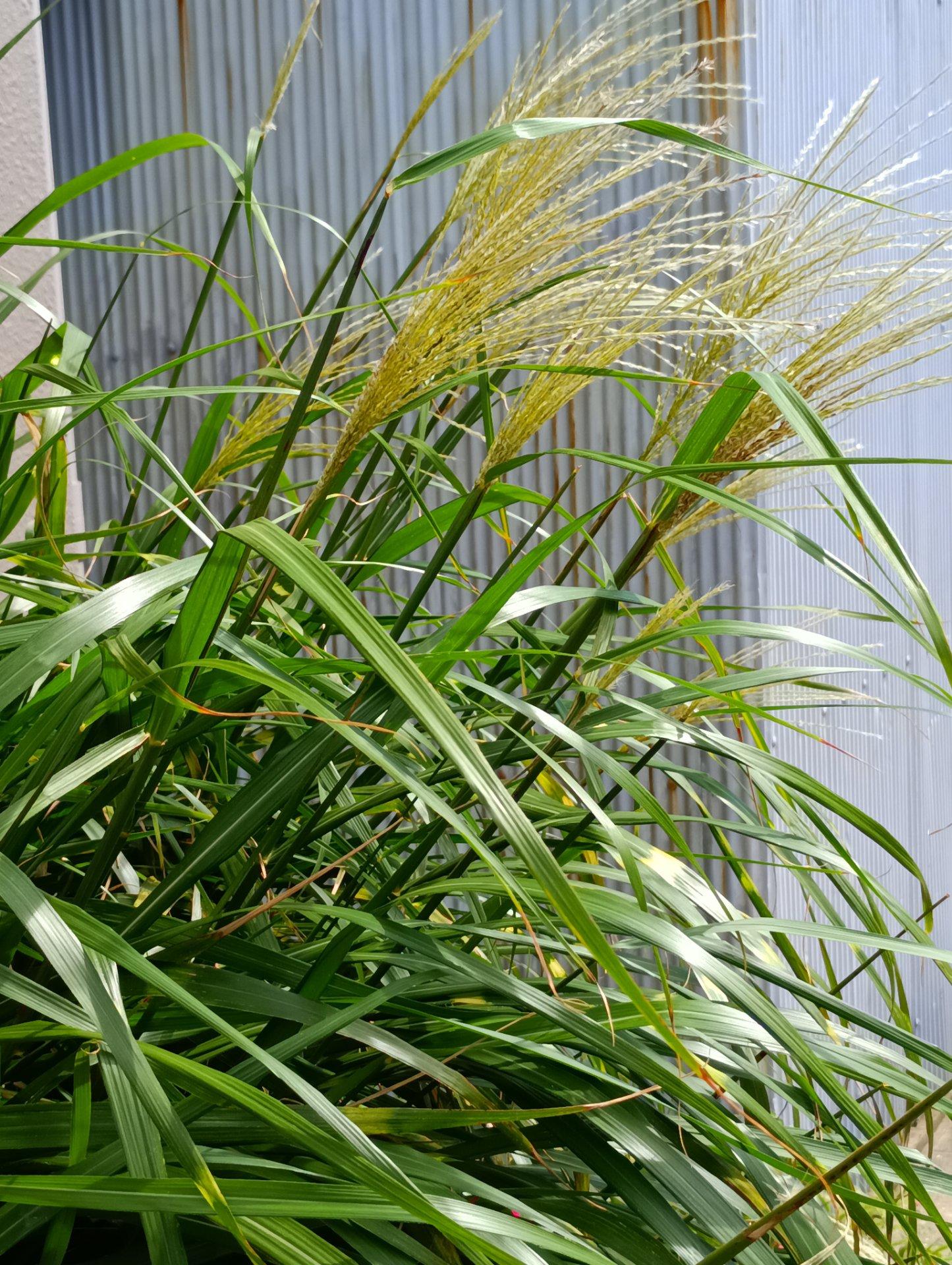 ＜秋＞草花「散歩していて見つけたススキ」