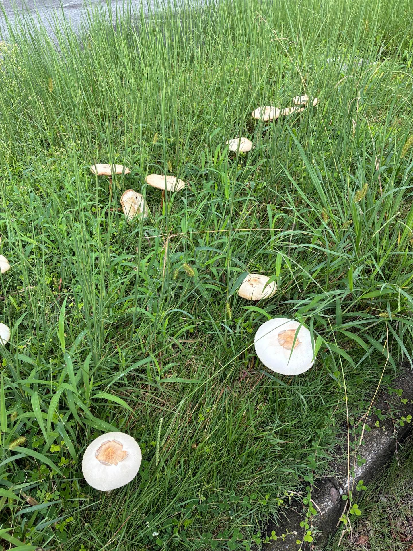 ＜秋＞草花「きのこのシーズン🍄‍🟫！」