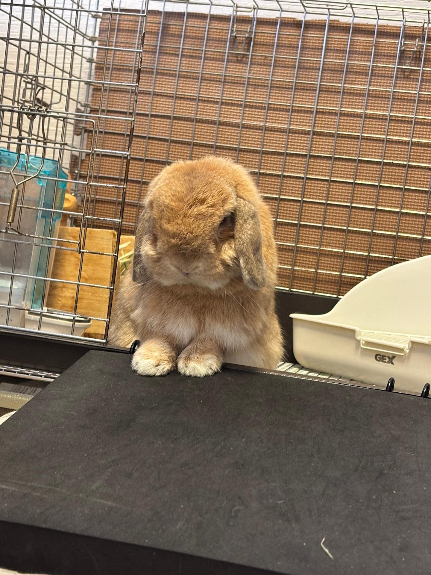 ＜十五夜＞うさぎを探す「月を見ることができるでしょうか🌕」