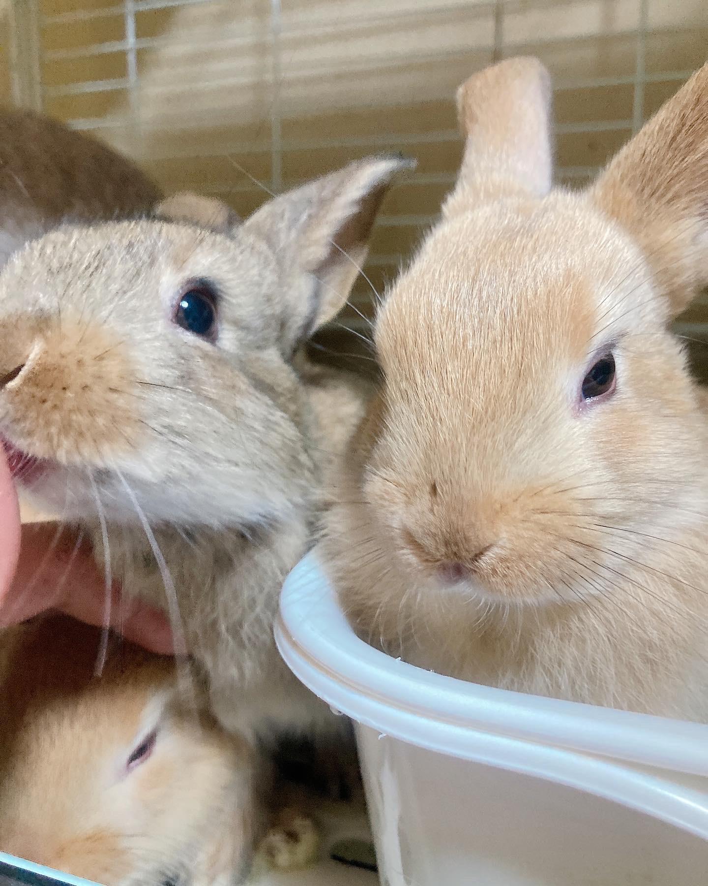 ＜十五夜＞うさぎを探す「うさぎいた！」
