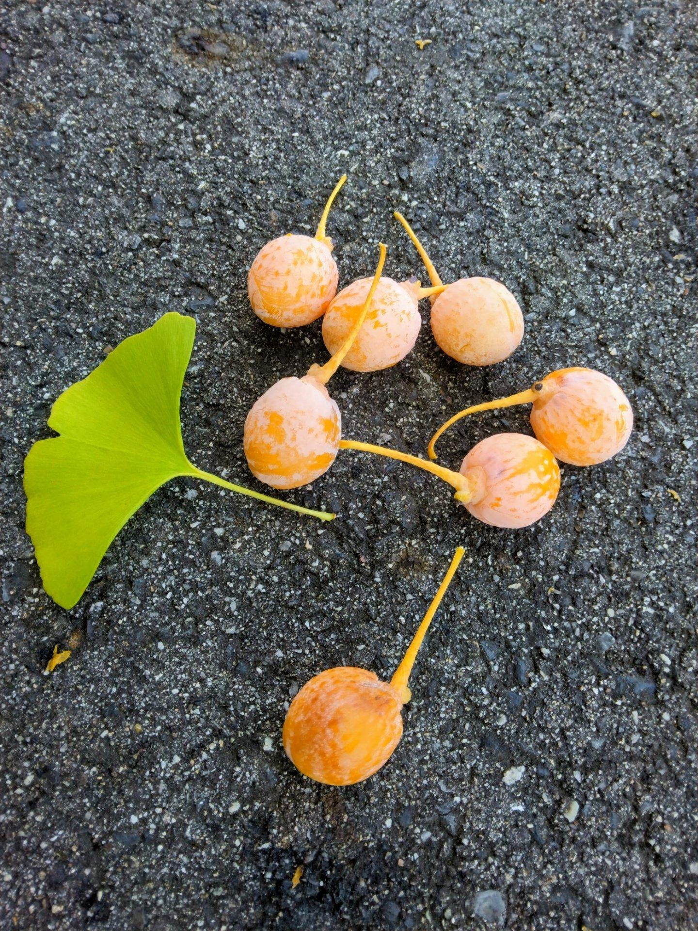 ＜秋＞草花「もうギンナン落ちてるよ」