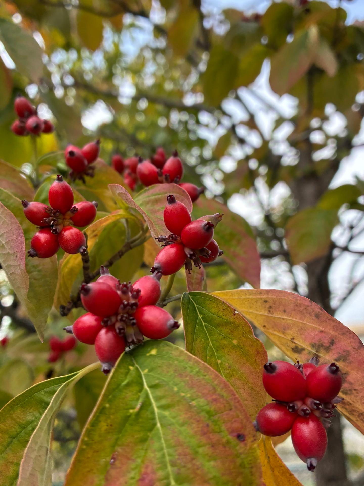 ＜秋＞草花「ハナミズキ実 葉も少し紅葉しています」
