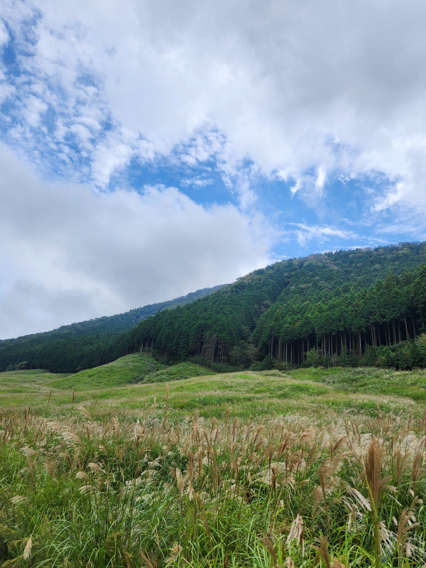 ＜秋＞風景「箱根仙石原すすき草原」