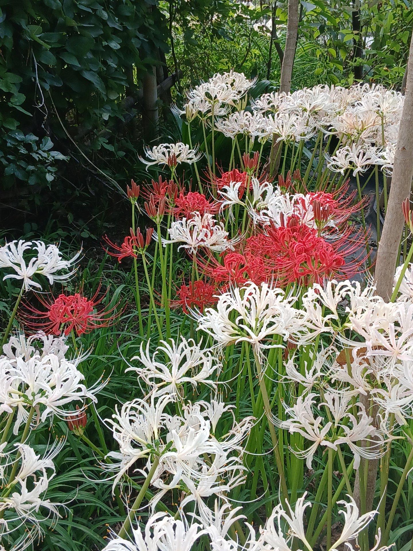 ＜秋＞草花「白と赤の彼岸花が、一面に咲き乱れていて、とっても綺麗でした」